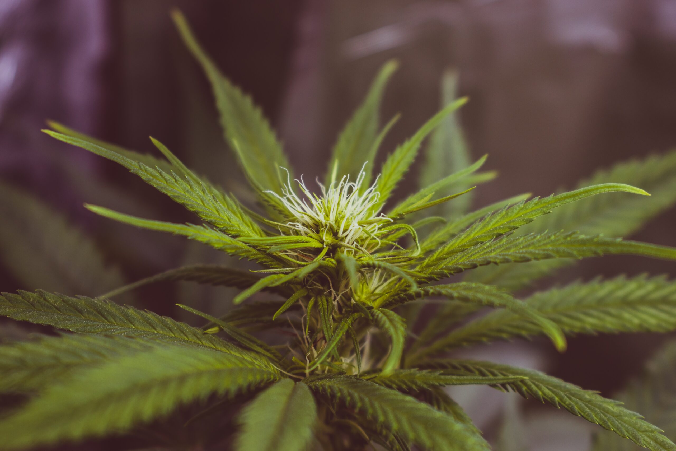 Cannabispflanze in einer Nahaufnahme