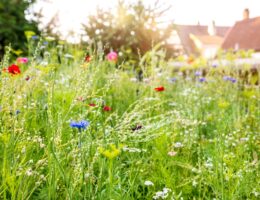Bunte Bluehwiese im Garten als Lebensraum fuer Insekten und Insektenhotel