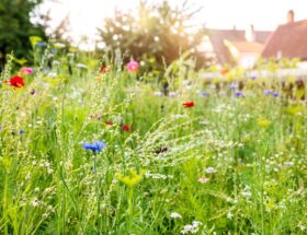 Bunte Bluehwiese im Garten als Lebensraum fuer Insekten und Insektenhotel