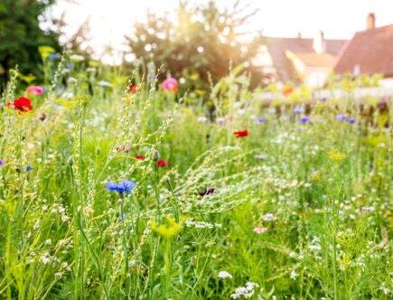 Bunte Bluehwiese im Garten als Lebensraum fuer Insekten und Insektenhotel