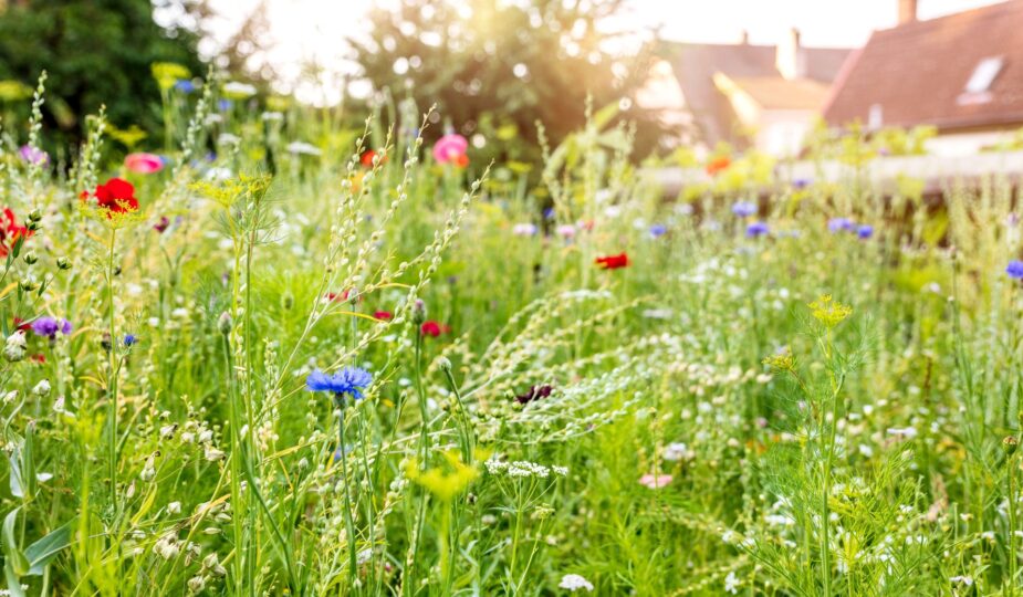 Bunte Bluehwiese im Garten als Lebensraum fuer Insekten und Insektenhotel